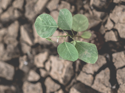 Captura de pantalla 2025-06-30 a la(s) 22.19.33 Propuestas AMUCH 2020 – Propuestas para el Fortalecimiento de la Gestión de la Sequía en las comunas de Chile.